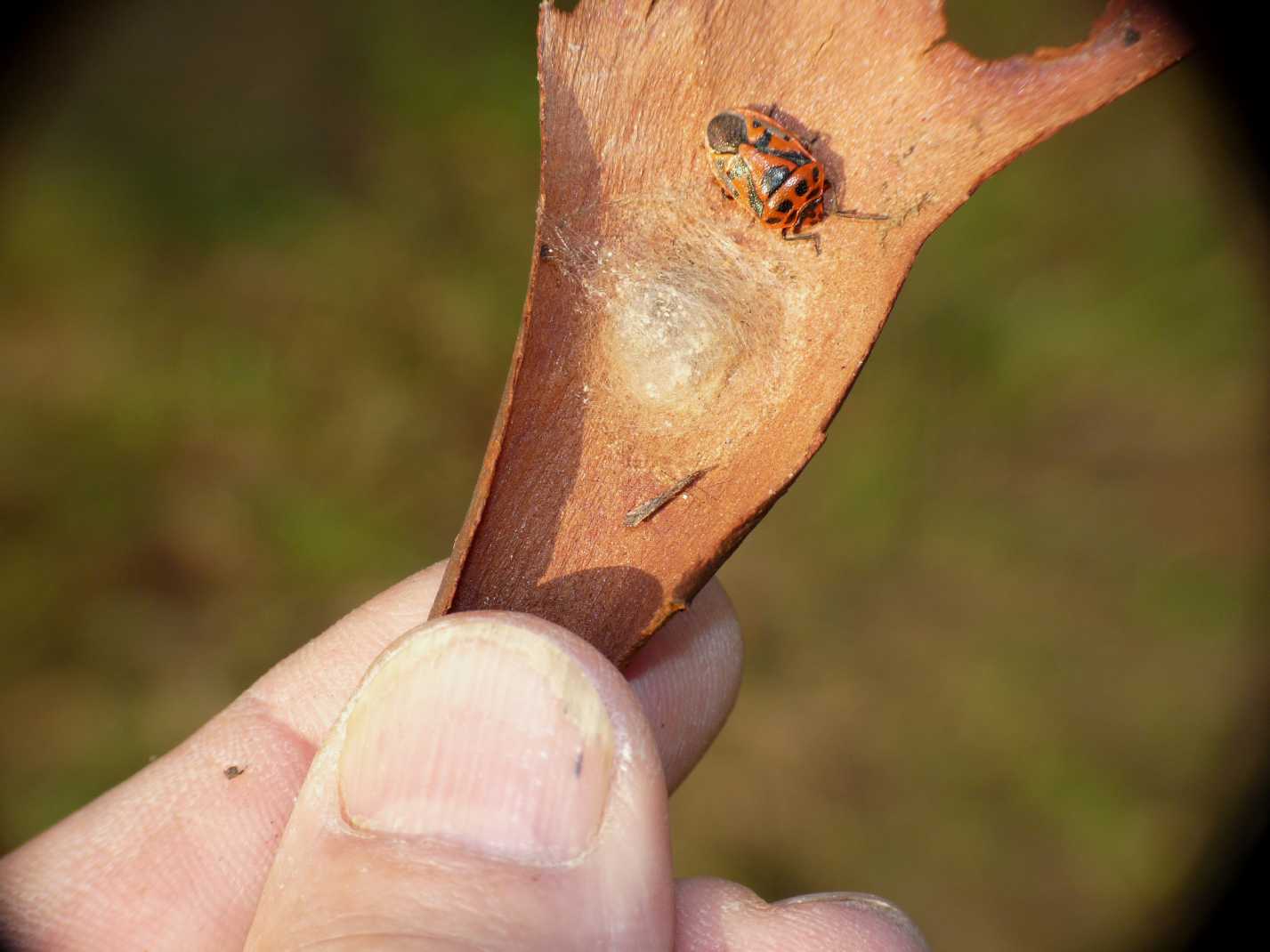 Reduviidae: Empicoris mediterraneus (cf) di Ostia (RM)